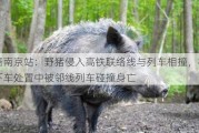 铁路南京站：野猪侵入高铁联络线与列车相撞，机械师下车处置中被邻线列车碰撞身亡