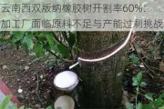 云南西双版纳橡胶树开割率60%：加工厂面临原料不足与产能过剩挑战