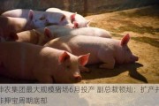 神农集团最大规模猪场6月投产 副总裁顿灿：扩产并非押宝周期底部