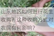 山东地区如何进行花生收购？这种收购方式对农民有何影响？