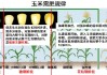 早玉米的种植时间和其在农业生产中的重要性是什么？