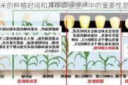 早玉米的种植时间和其在农业生产中的重要性是什么？