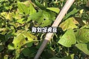 ST天邦：各地养殖场未受到炭疽病病毒影响