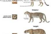 "Leopard"和"Cheetah"有什么区别？