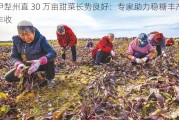 伊犁州直 30 万亩甜菜长势良好：专家助力稳糖丰产丰收