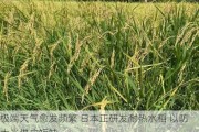 极端天气愈发频繁 日本正研发耐热水稻 以防大米供应短缺