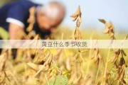 黄豆什么季节收货