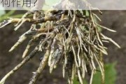 如何理解不定根的生物学意义？不定根在植物生长中有何作用？