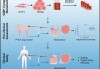 冠昊生物：目前公司开展的生物人工肝项目处于临床前研究阶段