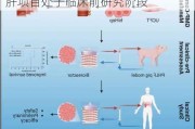 冠昊生物：目前公司开展的生物人工肝项目处于临床前研究阶段