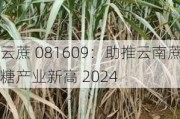 云蔗 081609：助推云南蔗糖产业新高 2024