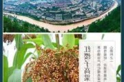 茅台：红缨子高粱丰收，引领行业品质