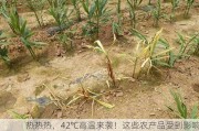 热热热，42℃高温来袭！这些农产品受到影响