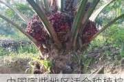 中国哪些地区适合种植棕榈树？这种种植如何影响当地经济？