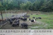 龙大美食养殖团队赴蜀芯猪公司实地调研黑猪养殖