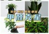 新房装修适合放置哪些植物以去除甲醛？