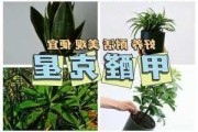 新房装修适合放置哪些植物以去除甲醛？