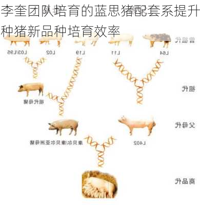 李奎团队培育的蓝思猪配套系提升种猪新品种培育效率