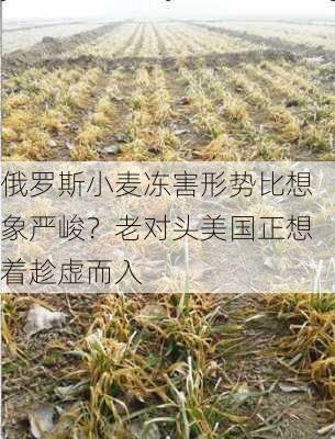 俄罗斯小麦冻害形势比想象严峻？老对头美国正想着趁虚而入