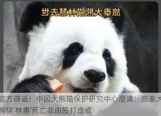 官方辟谣！中国大熊猫保护研究中心澄清：旅泰大熊猫‘林惠’死亡非由殴打造成