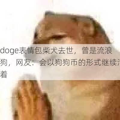 doge表情包柴犬去世，曾是流浪狗，网友：会以狗狗币的形式继续活着