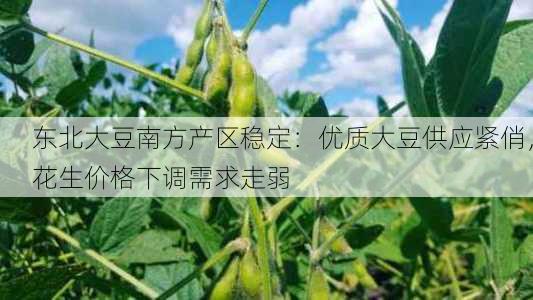 东北大豆南方产区稳定：优质大豆供应紧俏，花生价格下调需求走弱