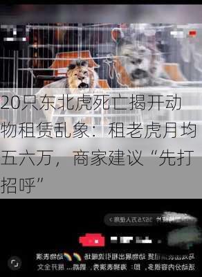 20只东北虎死亡揭开动物租赁乱象：租老虎月均五六万，商家建议“先打招呼”