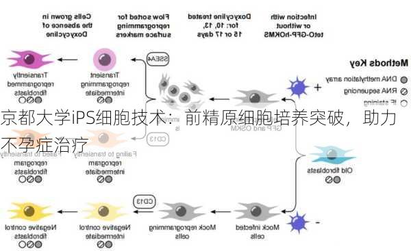 京都大学iPS细胞技术：前精原细胞培养突破，助力不孕症治疗