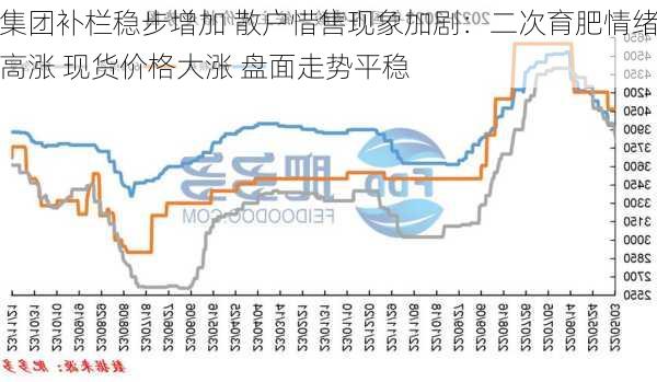 集团补栏稳步增加 散户惜售现象加剧：二次育肥情绪高涨 现货价格大涨 盘面走势平稳