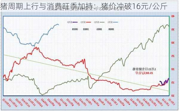 猪周期上行与消费旺季加持：猪价冲破16元/公斤