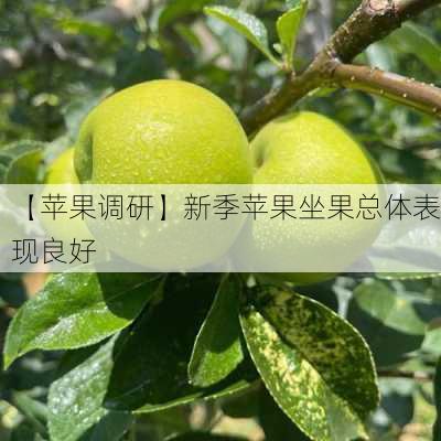 【苹果调研】新季苹果坐果总体表现良好