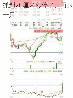 抓到20厘米涨停了，再来一只