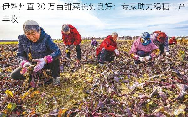 伊犁州直 30 万亩甜菜长势良好：专家助力稳糖丰产丰收