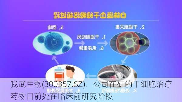 我武生物(300357.SZ)：公司在研的干细胞治疗药物目前处在临床前研究阶段