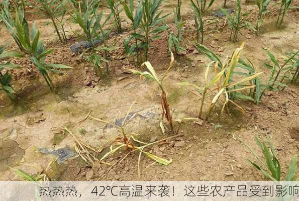 热热热，42℃高温来袭！这些农产品受到影响