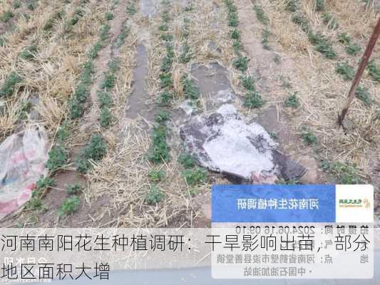 河南南阳花生种植调研：干旱影响出苗，部分地区面积大增