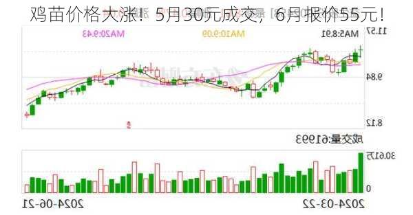 鸡苗价格大涨！5月30元成交，6月报价55元！