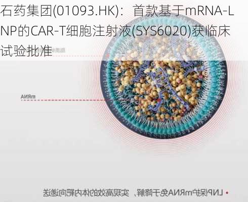 石药集团(01093.HK)：首款基于mRNA-LNP的CAR-T细胞注射液(SYS6020)获临床试验批准