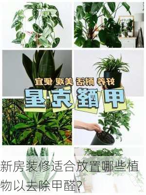 新房装修适合放置哪些植物以去除甲醛？