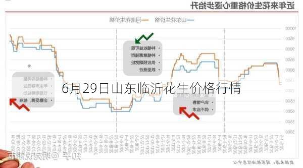 6月29日山东临沂花生价格行情