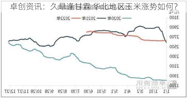 卓创资讯：久旱逢甘霖 华北地区玉米涨势如何？