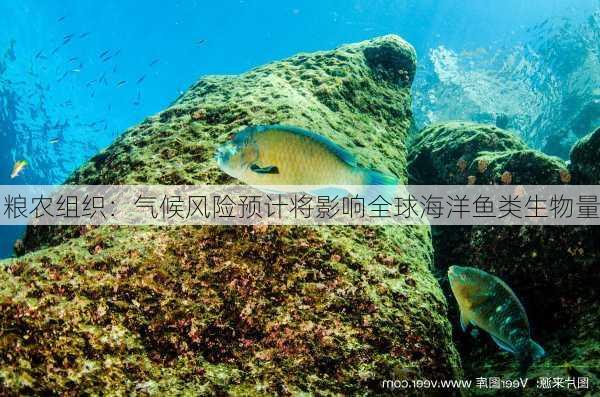 粮农组织：气候风险预计将影响全球海洋鱼类生物量