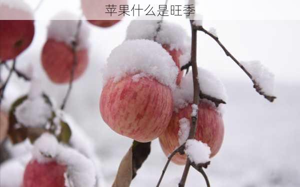 苹果什么是旺季