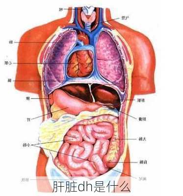 肝脏dh是什么