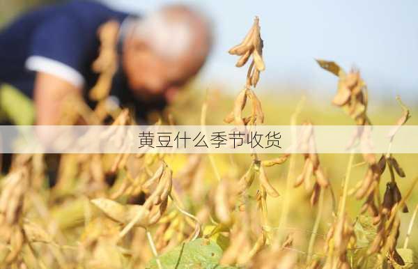 黄豆什么季节收货