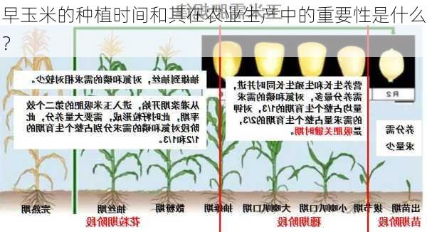 早玉米的种植时间和其在农业生产中的重要性是什么？