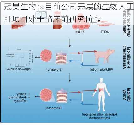 冠昊生物：目前公司开展的生物人工肝项目处于临床前研究阶段