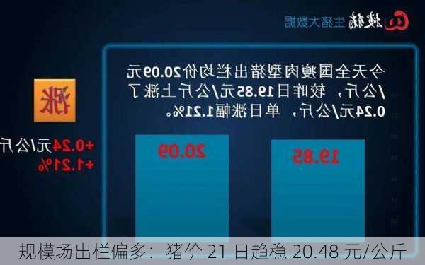 规模场出栏偏多：猪价 21 日趋稳 20.48 元/公斤