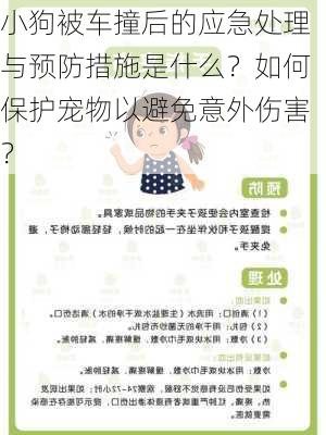 小狗被车撞后的应急处理与预防措施是什么？如何保护宠物以避免意外伤害？