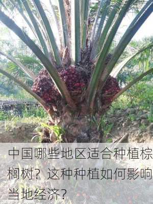 中国哪些地区适合种植棕榈树？这种种植如何影响当地经济？